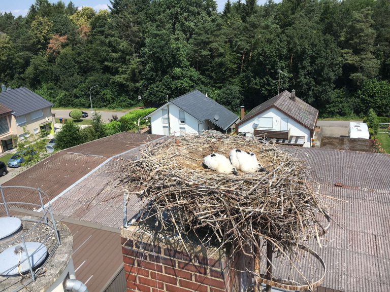 Beringung der Storchenkinder Lauber Fensterbau